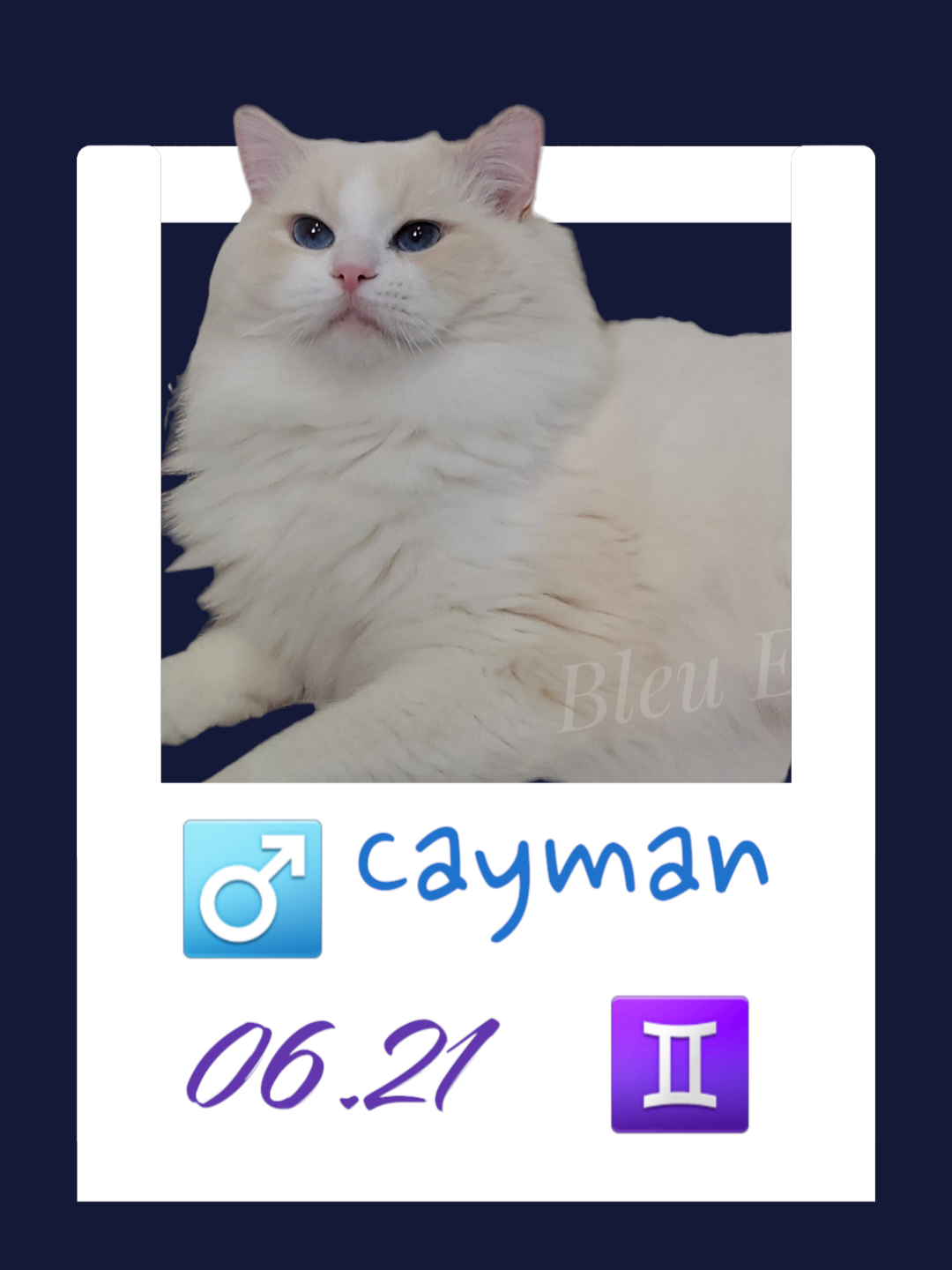 Cayman / 奶