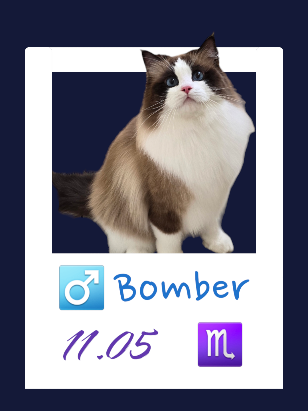 Bomber / 傻