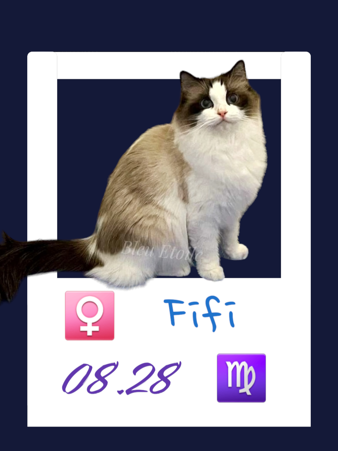 Fifi / 阿Fi
