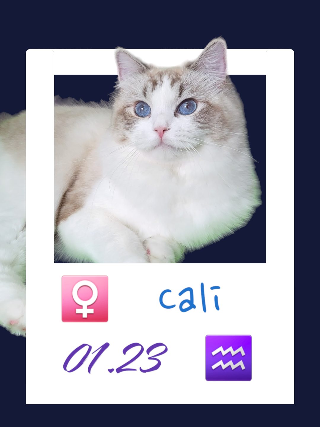 Cali / 咔哩