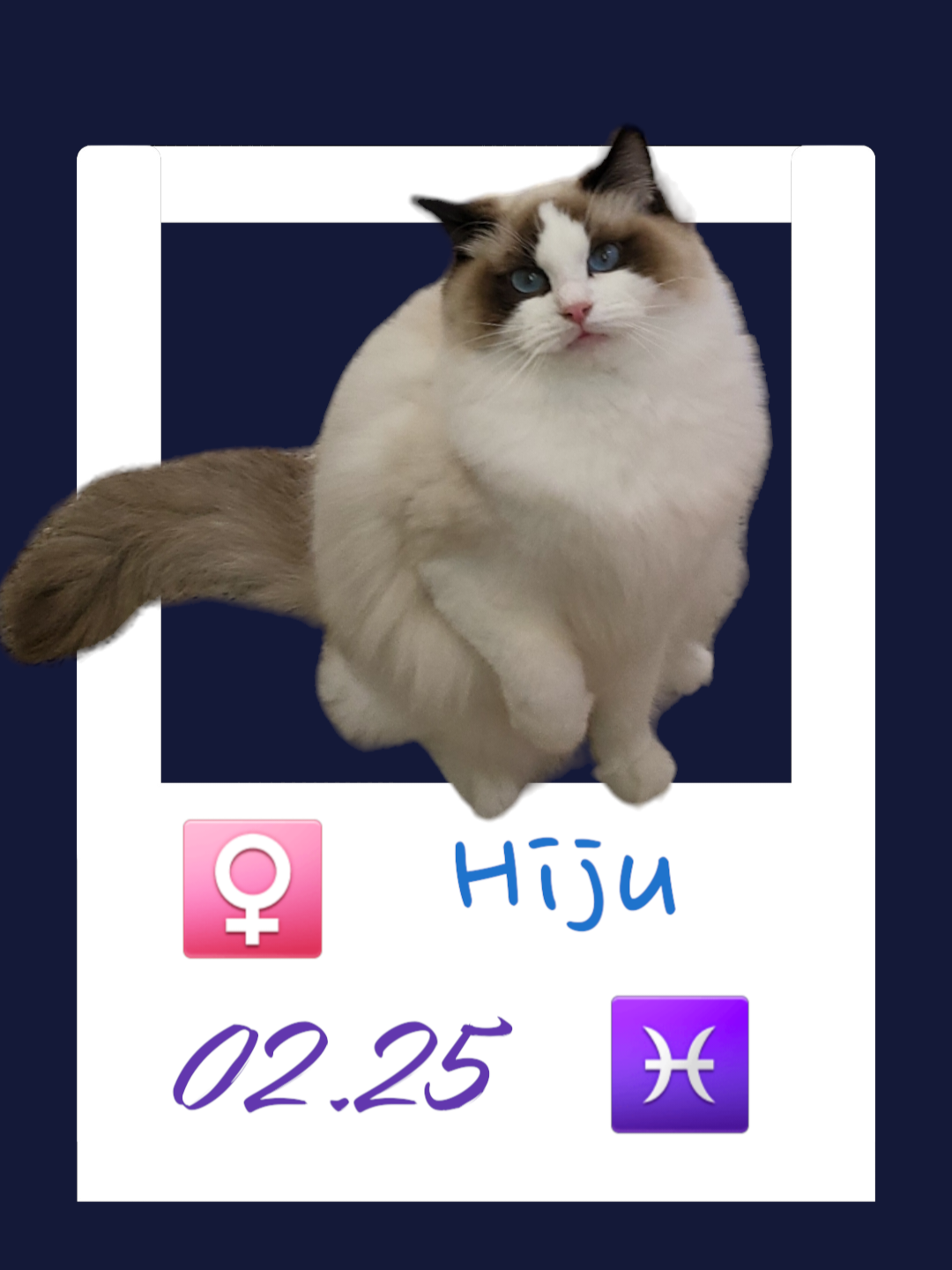 Hiju / 嗨啾