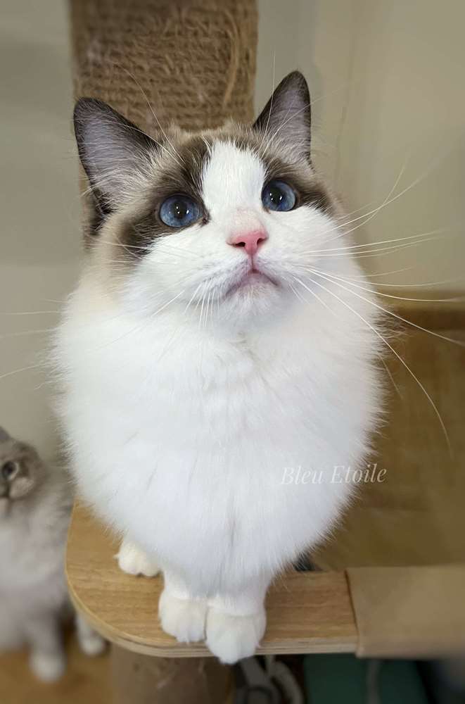 Charlotte / 奶妹