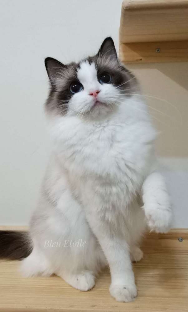 Fifi / 阿Fi