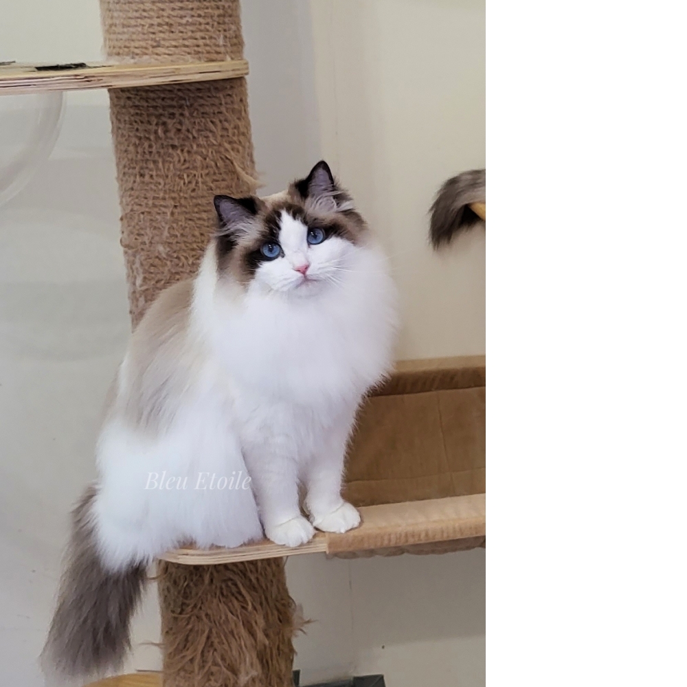 Charlotte / 奶妹