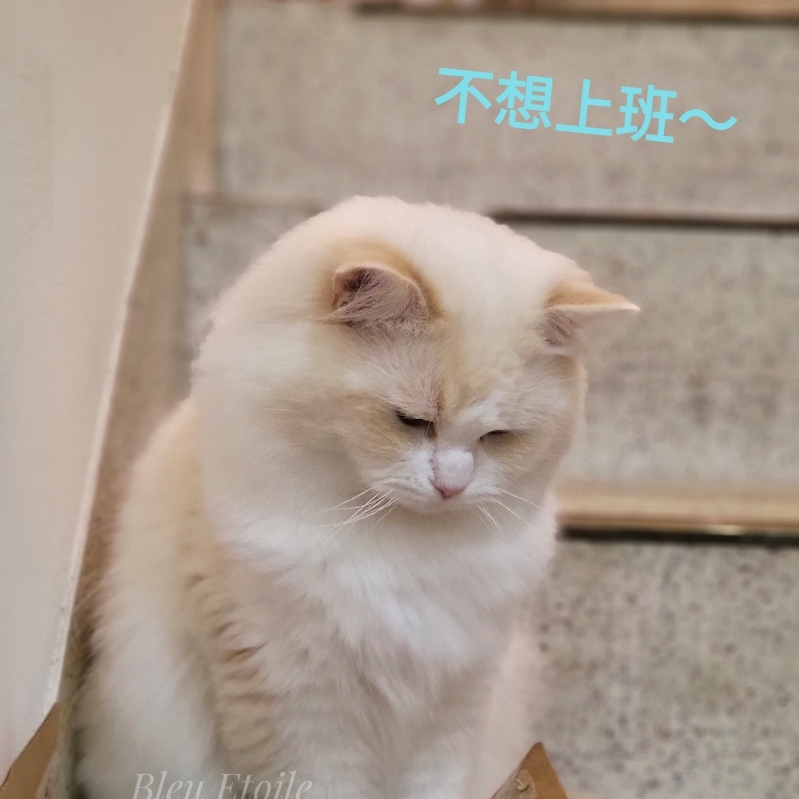 Cayman / 奶奶