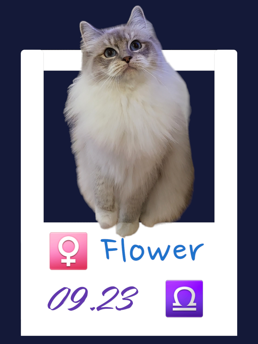 Flower / 花花